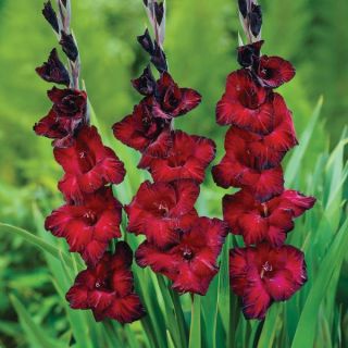 Black Jack Gladiolus Thumbnail